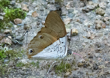 The butterfly Prepona dexamenus dexamenus photographed in Mariposa, Santa Anna Bridge,Peru