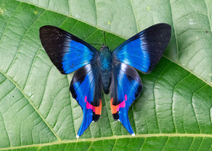 The butterfly Rhetus dysonii psecas photographed in Peru