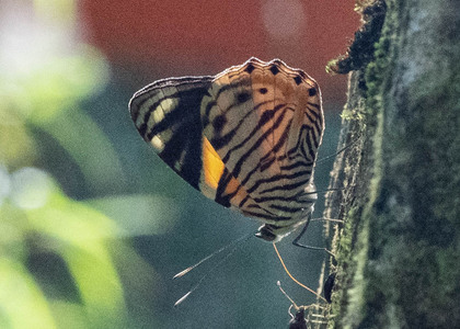 The butterfly Tigridia acesta photographed in Peru