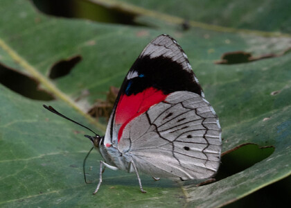 The butterfly Perisama dorbignyi photographed in Peru
