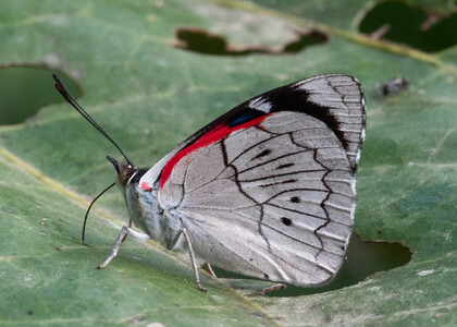 The butterfly Perisama dorbignyi photographed in Peru