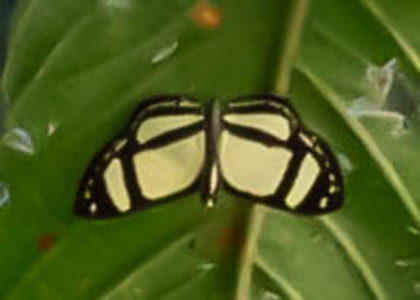The butterfly Hyphilaria nicia photographed in Mariposa, Santa Anna Bridge,Peru