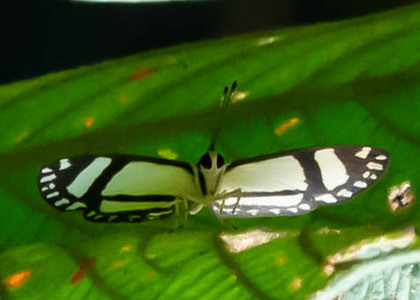 The butterfly Hyphilaria nicia photographed in Peru