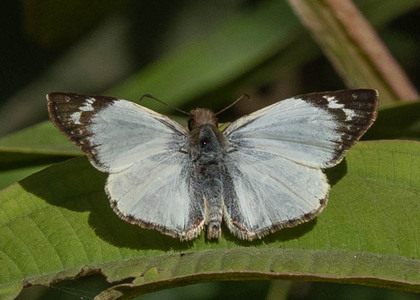 The butterfly Heliopetes libra photographed in Peru