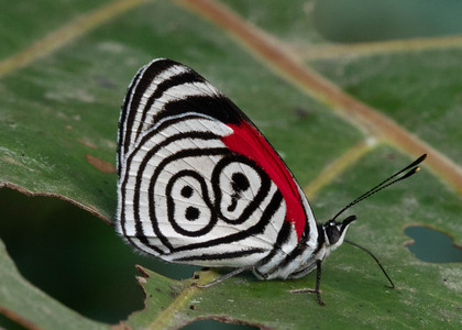 The butterfly Diaethria clymena marchalii photographed in Mariposa, Santa Anna Bridge,Peru