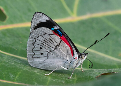 The butterfly Perisama dorbignyi photographed in Mariposa, Santa Anna Bridge,Peru