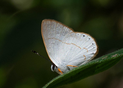 The butterfly Pelolasia eusepus photographed in Peru