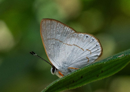 The butterfly Pelolasia eusepus photographed in Churumazú,Peru