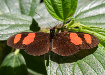 The butterfly Heliconius erato microclea photographed in Peru
