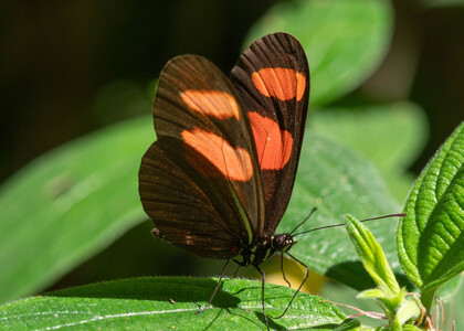 The butterfly Heliconius erato microclea photographed in Peru