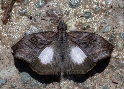 The butterfly Theagenes albiplaga photographed in Yanachaga- Chemillen Park,Peru