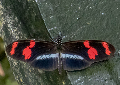 The butterfly Heliconius telesiphe telesiphe photographed in Yanachaga- Chemillen Park,Peru