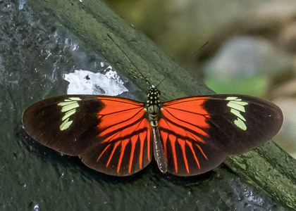 The butterfly Heliconius melpomene cf. elevatus photographed in Picuroyacu, Iquitos,Peru