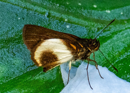 The butterfly Mnestheus ittona photographed in Yanachaga- Chemillen Park,Peru