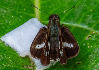 The butterfly Zenis jebus photographed in Peru