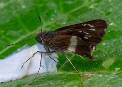 The butterfly Zenis jebus photographed in Yanachaga- Chemillen Park,Peru