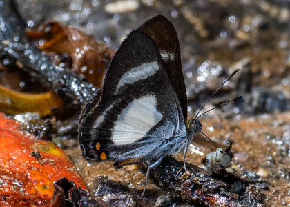 The butterfly Siseme alectryo  lucilius photographed in Peru