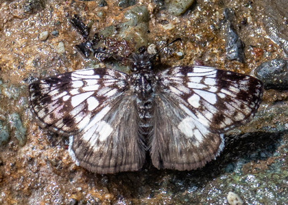 The butterfly Potamanaxas laoma photographed in Yanachaga- Chemillen Park,Peru