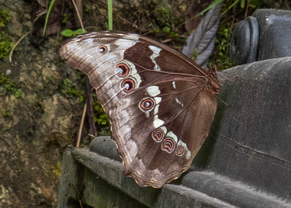 The butterfly Morpho menelaus didius photographed in Yanachaga- Chemillen Park,Peru