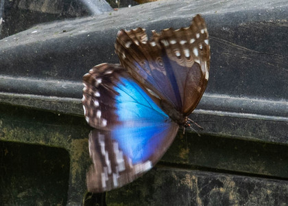 The butterfly Morpho menelaus didius photographed in Peru
