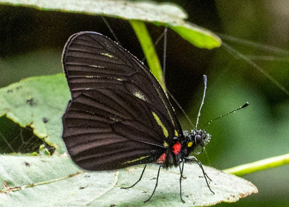 The butterfly Archonias pharnakia photographed in Yanachaga- Chemillen Park,Peru