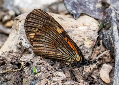 The butterfly Actinote dicaeus euris photographed in Peru