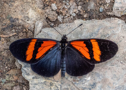 The butterfly Actinote dicaeus euris photographed in Peru