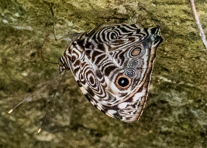 The butterfly Smyrna blomfildia photographed in Yanachaga- Chemillen Park,Peru