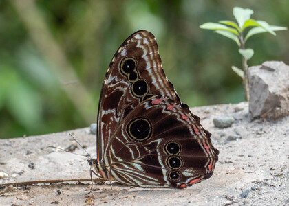 The butterfly Morpho deidamia electra photographed in Yanachaga- Chemillen Park,Peru