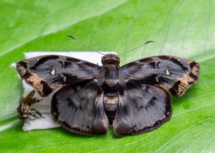 The butterfly Quadrus difficilis photographed in Peru