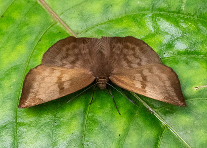 The butterfly Eantis pallida photographed in Yanachaga- Chemillen Park,Peru