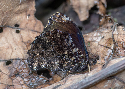 The butterfly Steroma superba photographed in Peru