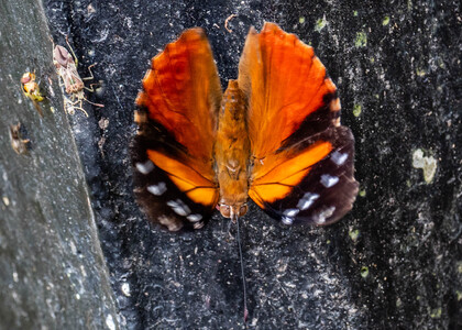 The butterfly Pycina zamba photographed in Peru