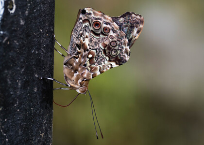 The butterfly Pycina zamba photographed in Yanachaga- Chemillen Park,Peru