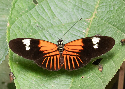 The butterfly Heliconius melpomene malleti photographed in Yanachaga- Chemillen Park,Peru