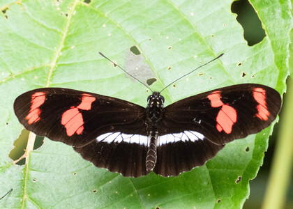 The butterfly Heliconius telesiphe telesiphe photographed in Peru