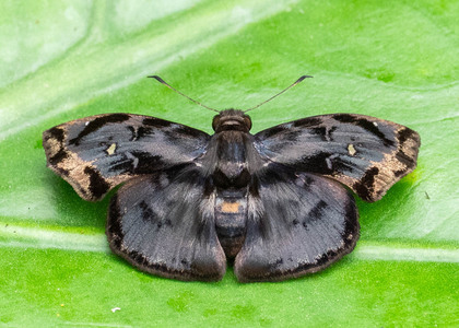The butterfly Quadrus difficilis photographed in Yanachaga- Chemillen Park,Peru
