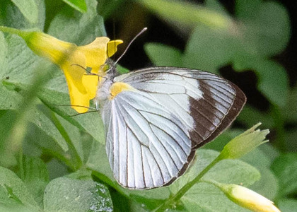 The butterfly Leptophobia tovaria gina photographed in Yanachaga- Chemillen Park,Peru