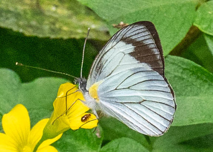 The butterfly Leptophobia tovaria gina photographed in Peru