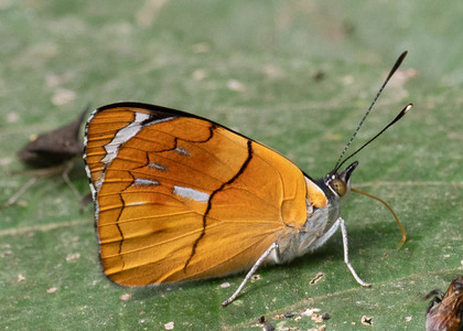 The butterfly Perisama philinus philinus photographed in Yanachaga- Chemillen Park,Peru