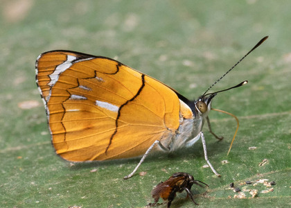 The butterfly Perisama philinus philinus photographed in Peru