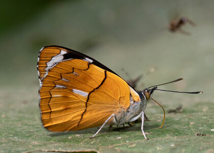 The butterfly Perisama philinus philinus photographed in Peru