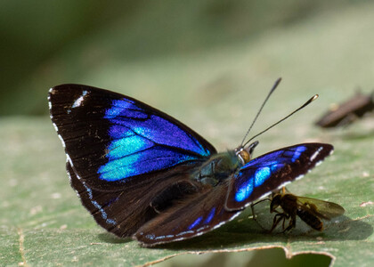 The butterfly Perisama philinus philinus photographed in Peru