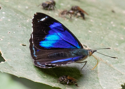 The butterfly Perisama philinus philinus photographed in Peru