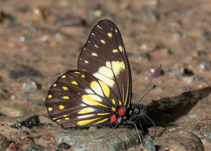 The butterfly Archonias (Catasticta) sisamnus telasco photographed in Yanachaga- Chemillen Park,Peru