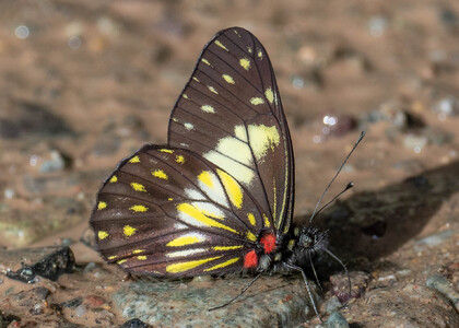 The butterfly Archonias (Catasticta) sisamnus telasco photographed in Peru