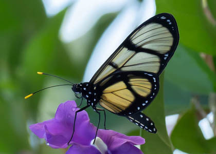 The butterfly Methona confusa psamathe photographed in Peru