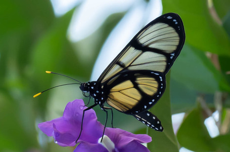 The butterfly Methona confusa psamathe photographed in Peru