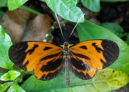 The butterfly Hypothyris euclea cf. callanga photographed in Peru