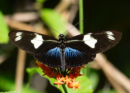 The butterfly Heliconius doris doris photographed in Peru